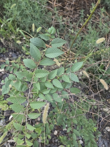 Siberian elm