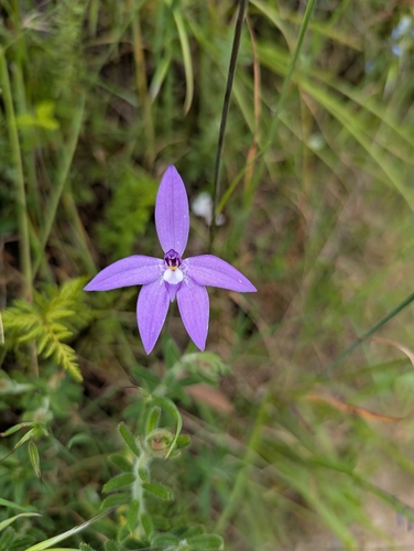Waxlip Orchid