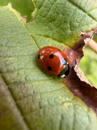 Seven-spotted Lady Beetle