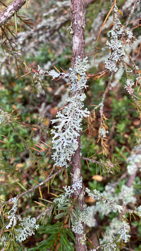 Powder-headed Tube Lichen