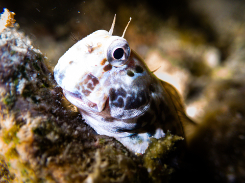 Istiblennius edentulus observed 2026-09-21