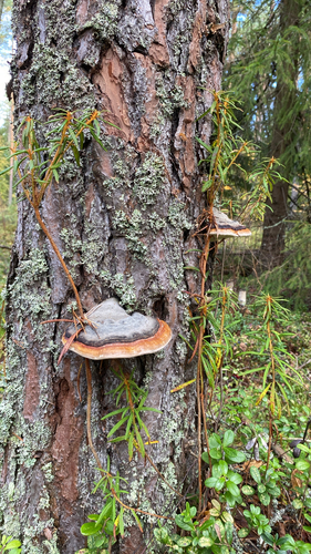 Red-banded Polypore
