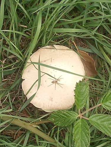 European Nursery Web spider