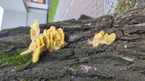 chicken of the woods