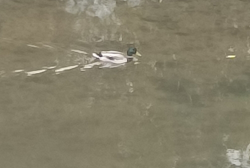 Mallard