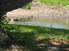 Anas platyrhynchos domesticus