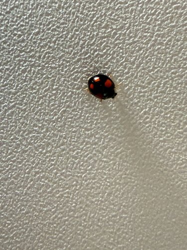 Asian Lady Beetle
