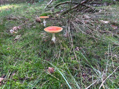 Fly Agaric