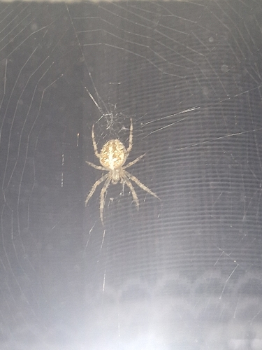 Cross Orbweaver