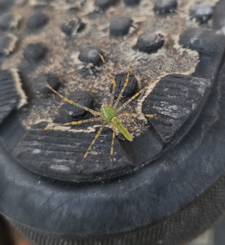 Green Lynx Spider