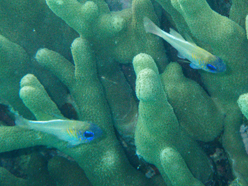 Zoramia leptacantha observed 2026-09-22