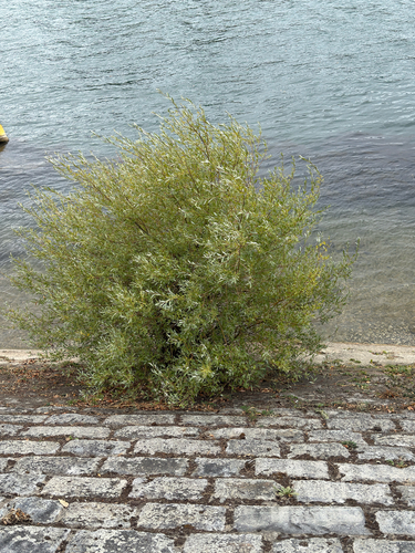 Salix alba, photograph 2