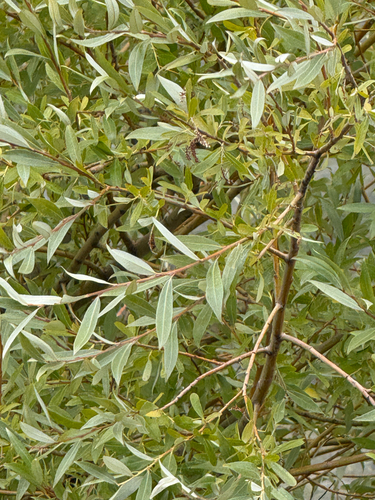 white willow