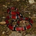 Painted Coralsnake - Photo (c) cbernz, some rights reserved (CC BY-NC), uploaded by cbernz