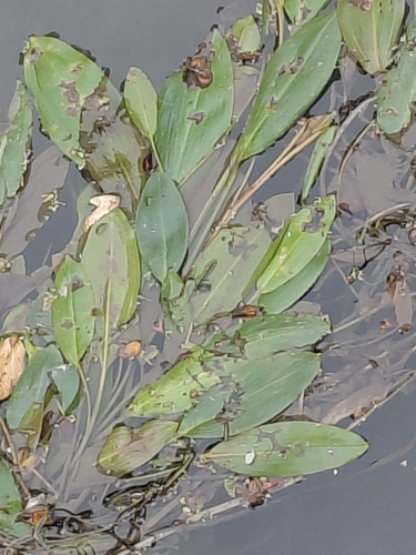 Longleaf Pondweed