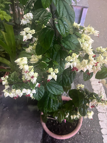 Clerodendrum thomsoniae observed 2026-09-24