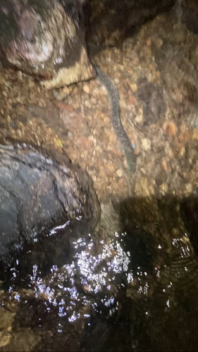 Anguilla marmorata observed 2026-09-24