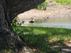 Anas platyrhynchos domesticus