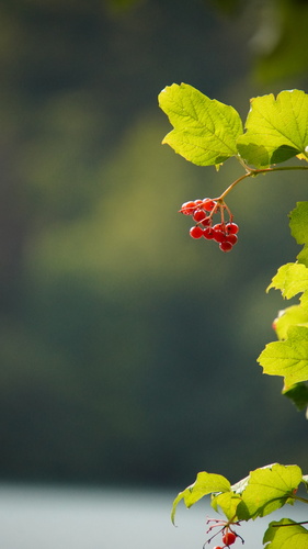 guelder-rose