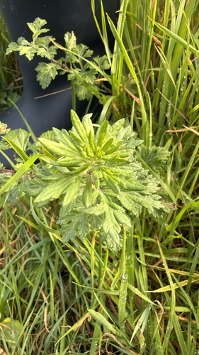 common mugwort