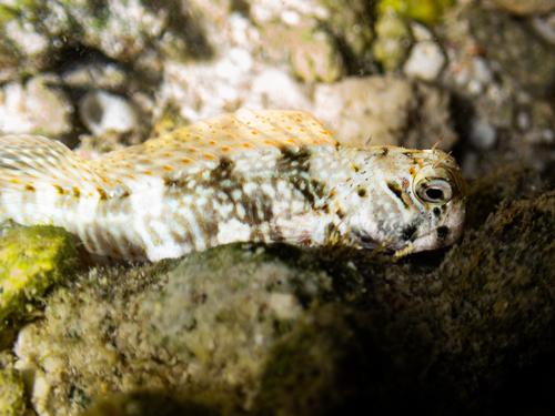 Istiblennius edentulus observed 2026-09-22