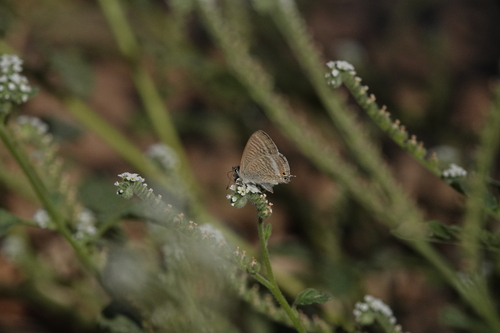 Pea Blue