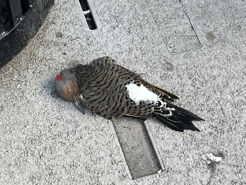 Northern Flicker