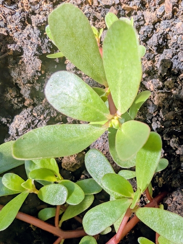 Common Purslane