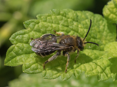 Macropis