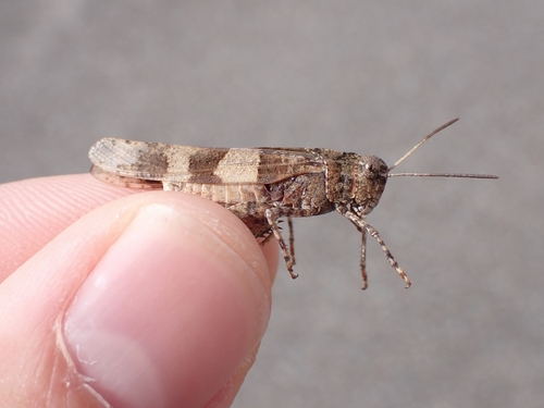 Oedipoda caerulescens caerulescens