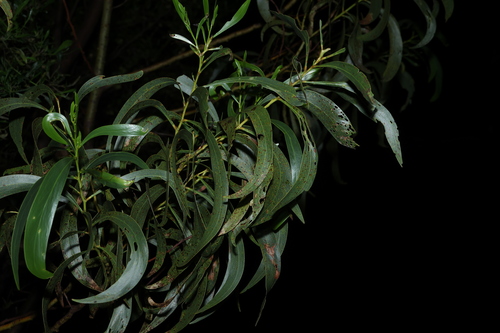 Acacia pycnantha