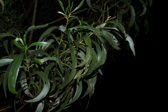 Acacia pycnantha