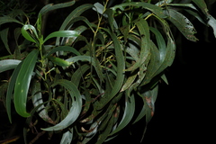 Acacia pycnantha, photograph (c) Greg Tasney, some rights reserved (CC BY-SA)