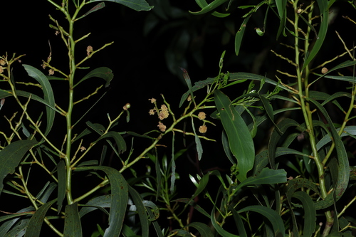 Acacia pycnantha, photograph 1