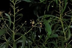 Acacia pycnantha, photograph (c) Greg Tasney, some rights reserved (CC BY-SA)