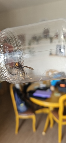 Yellow-legged Hornet