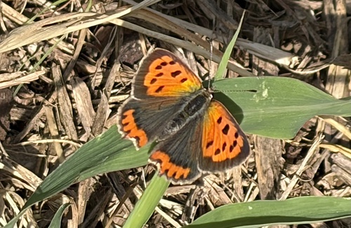 Small Copper