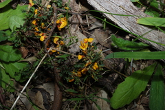 Pultenaea largiflorens
