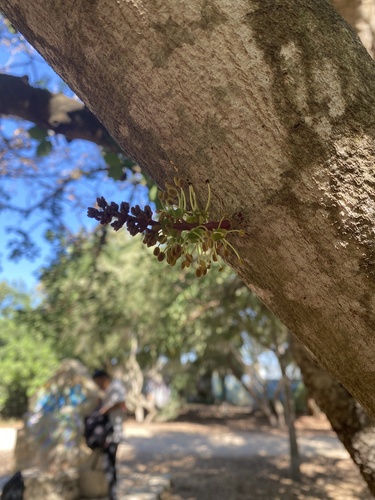 carob tree