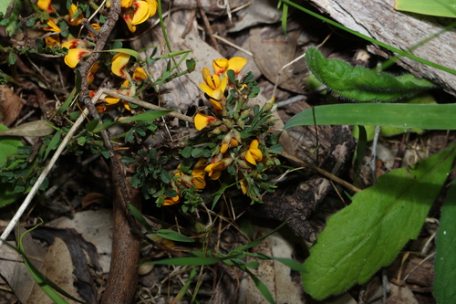 Pultenaea largiflorens, photograph 1