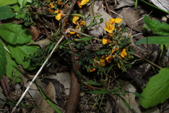 Pultenaea largiflorens, photograph (c) Greg Tasney, some rights reserved (CC BY-SA)