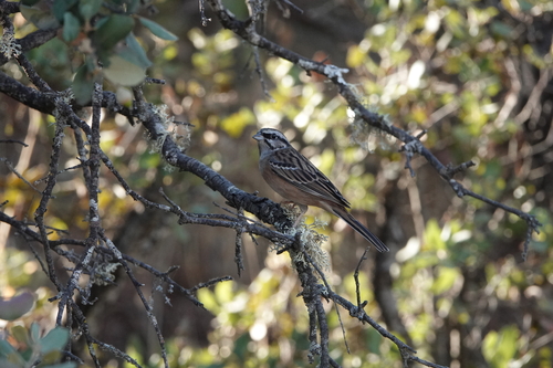 Rock Bunting