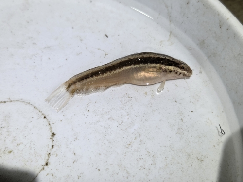 Shorthead Sabretooth Blenny