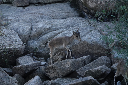 Iberian Ibex