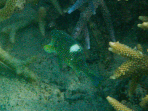 Dischistodus pseudochrysopoecilus observed 2026-09-23