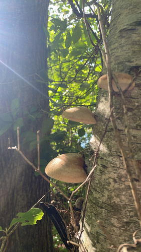 birch polypore