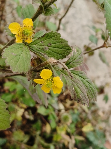 Yellow Avens