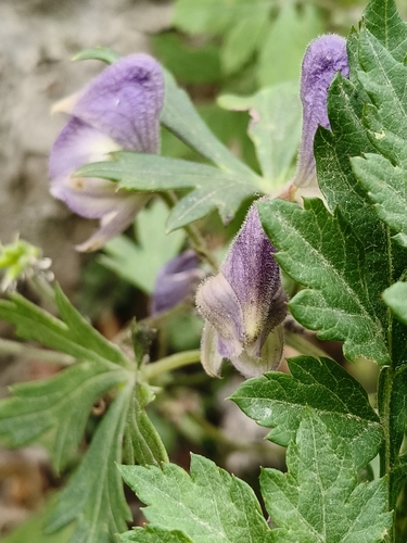 Azure Monkshood