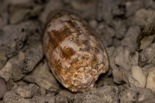 Conus geographus observed 2026-09-23