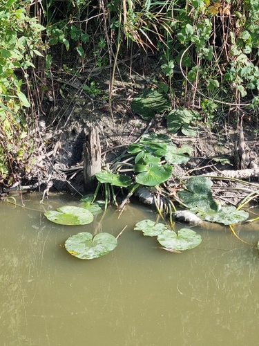 yellow water-lily